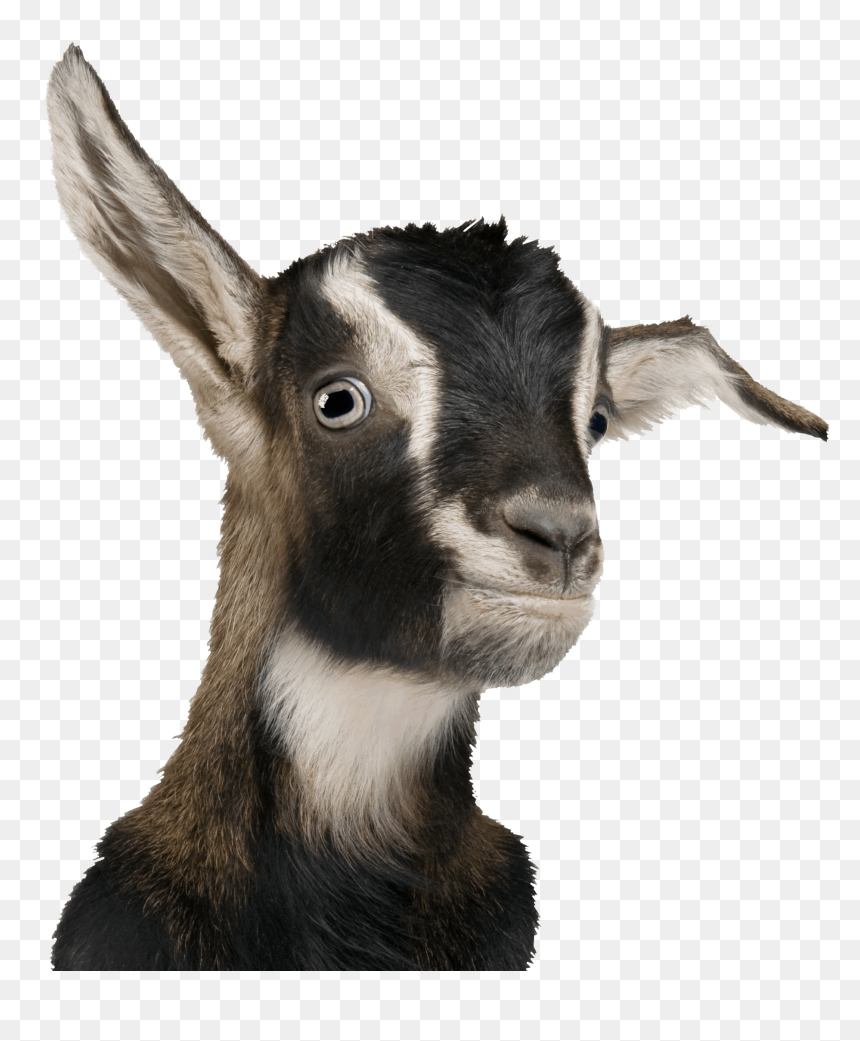Goats Adra Gift Catalog Transparent Background - Transparent Background Goat Clipart, HD Png Download - goat png