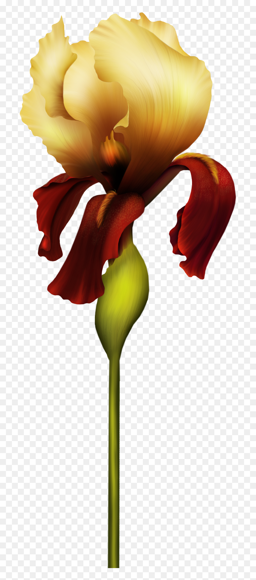 Iris Flower Png Clipart - Буква К Для Фотошопа На Прозрачном Фоне, Transparent Png - png flowers