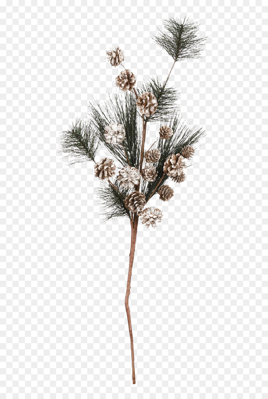 Pine Branch Png Transparent Picture - Pond Pine, Png Download - branch png
