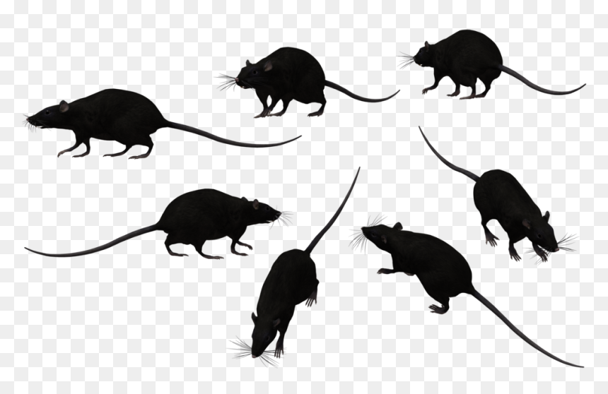 Rat Png Transparent Image - Black Rat Png, Png Download - rat png
