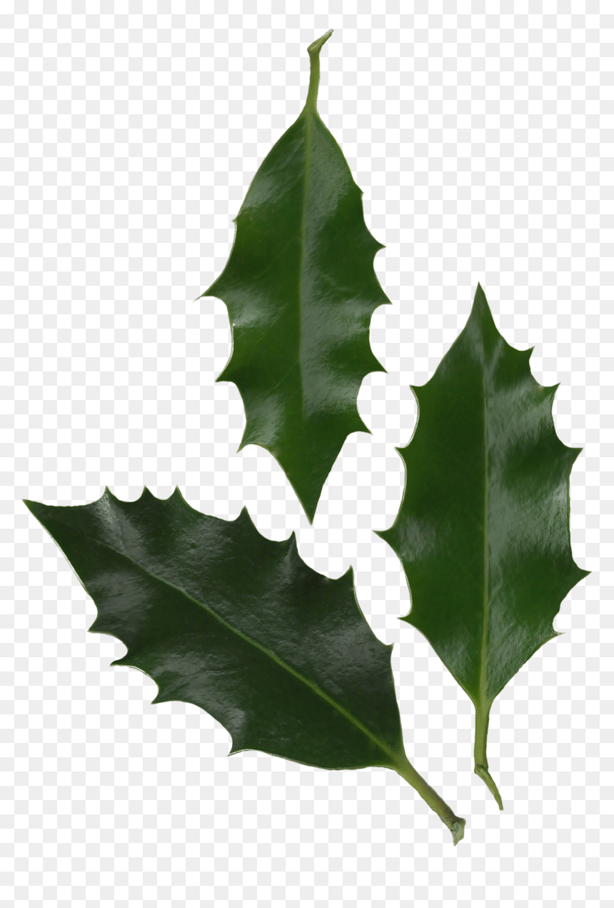 American Holly Png - Holly Ilex Aquifolium Leaf, Transparent Png - holly png