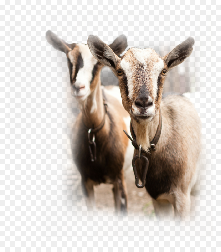 Chaffhaye For Goats - Goats Herd In Spain, HD Png Download - goat png