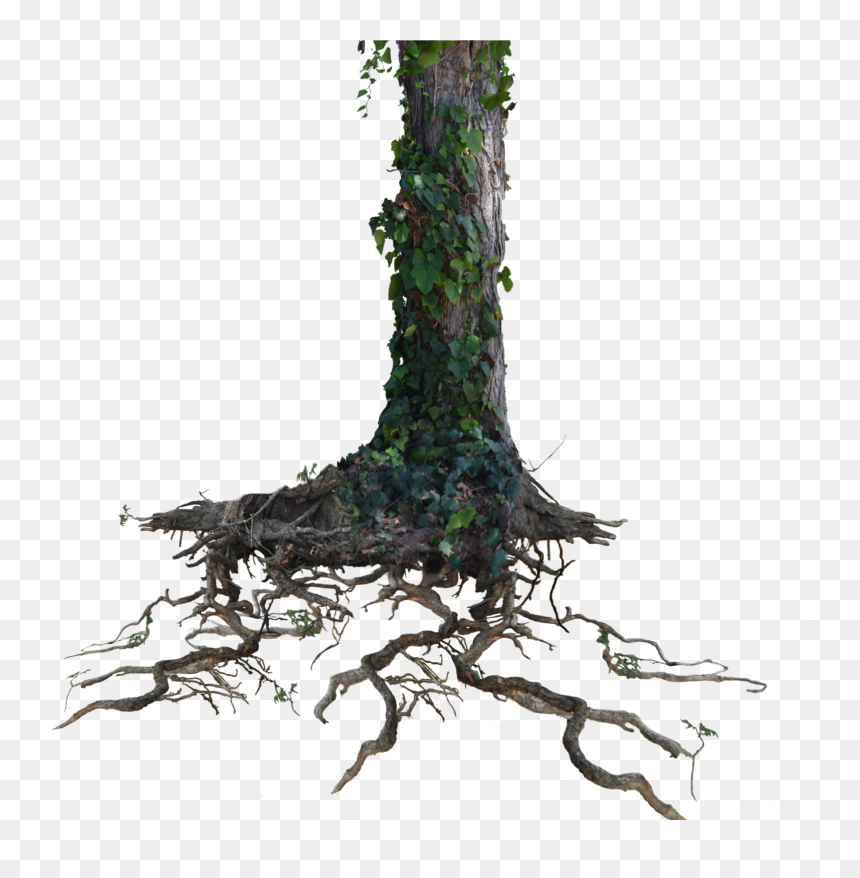 Tree Trunk Roots With Ivy Png Stock Photo 1077 By Annamae22 - Tree Trunk Transparent Background, Png Download - ivy png