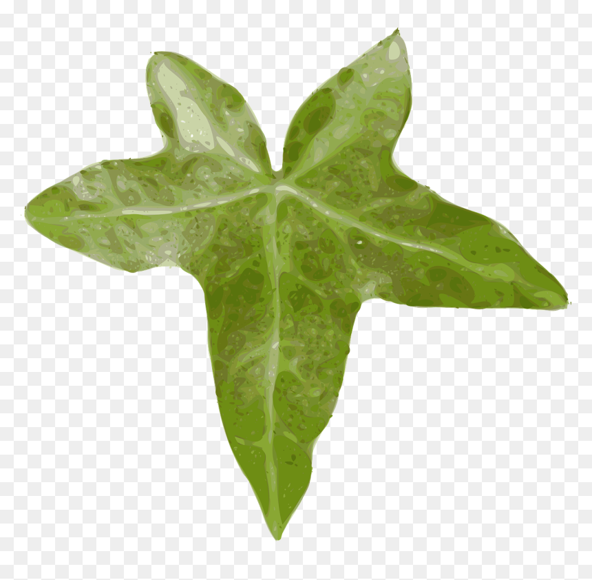 Leaf Clip Art, HD Png Download - ivy png
