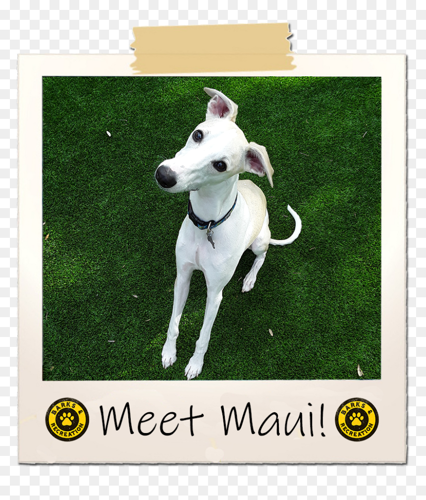 Whippet, HD Png Download - maui moana png