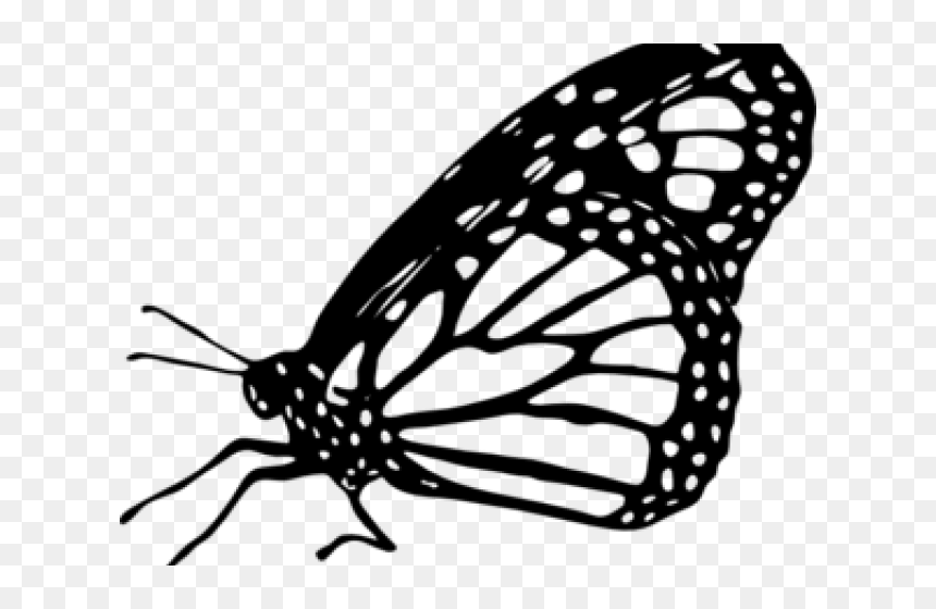 Monarch Butterfly Black And White Clipart, HD Png Download - monarch png