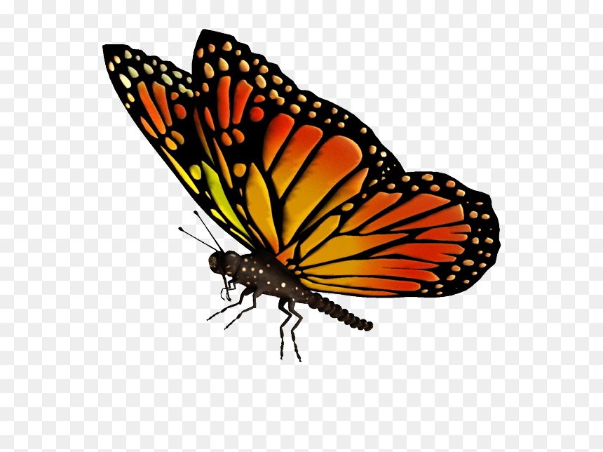 Flying Butterfly Png Hd, Transparent Png - monarch png
