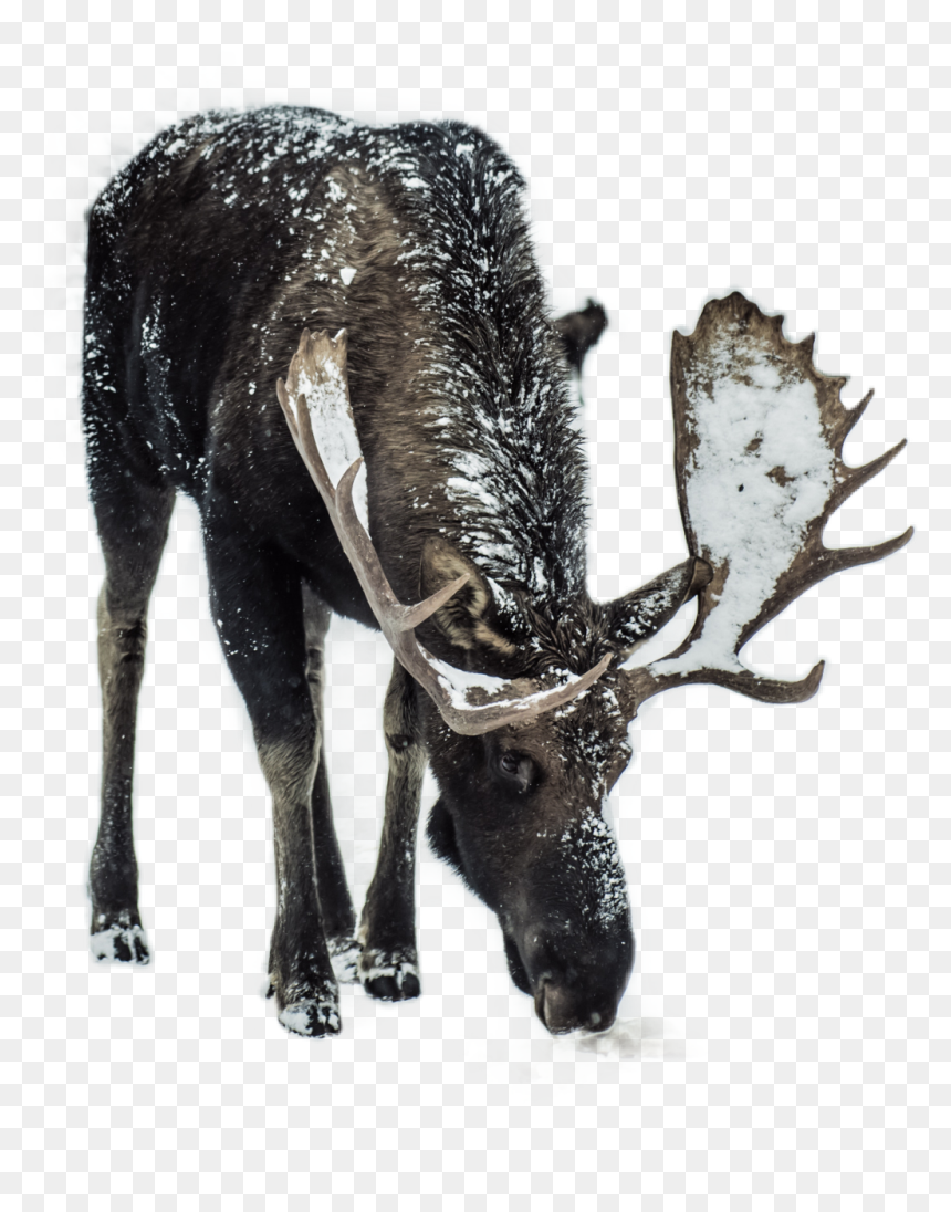 Moose In Winter, HD Png Download - deer horns png