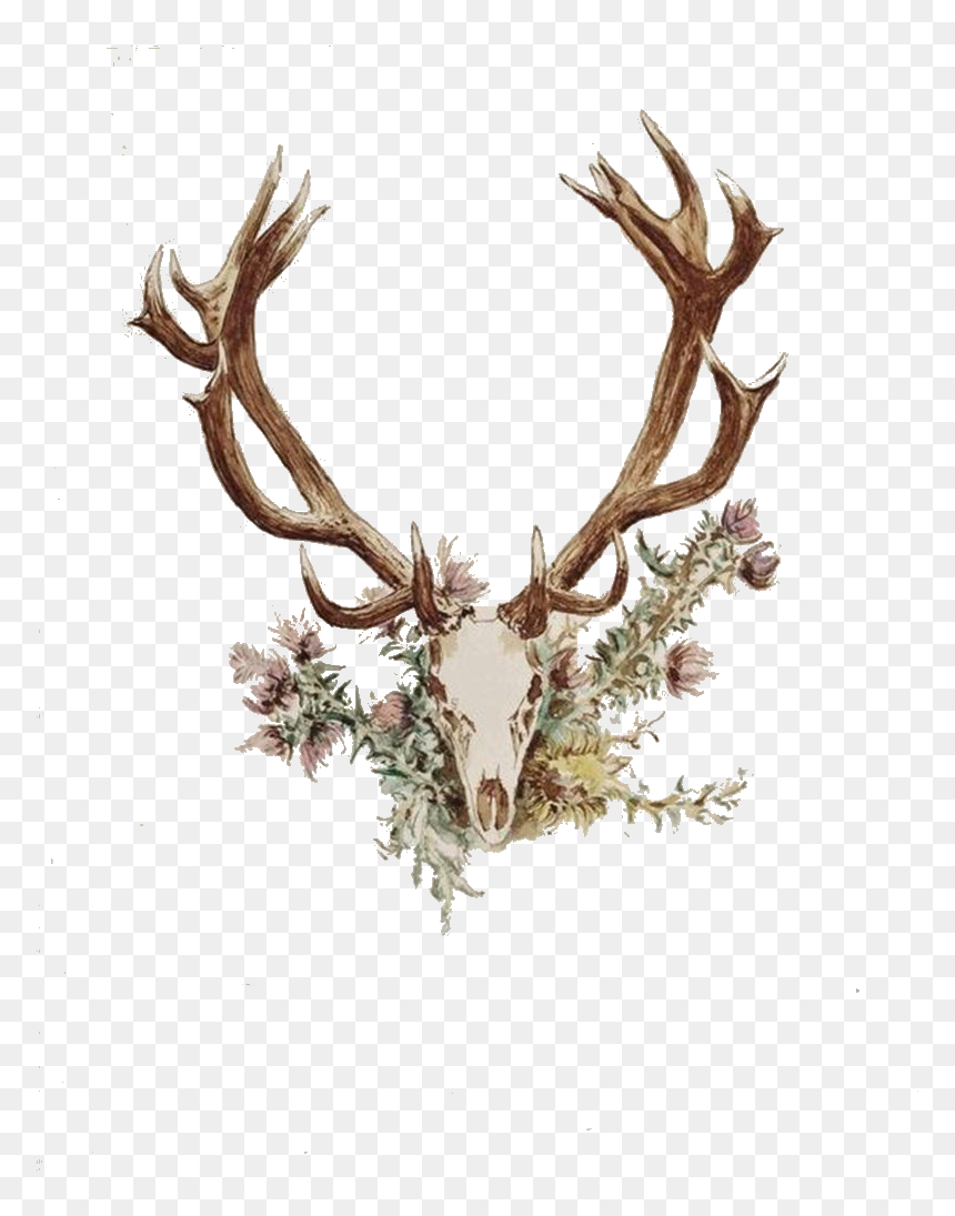 Deer Antlers And Flowers, HD Png Download - deer horns png