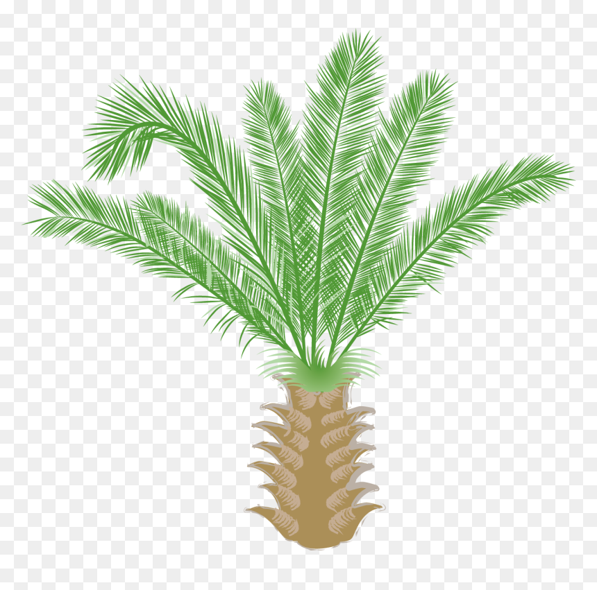 Saw Palmetto, HD Png Download - wild grass png