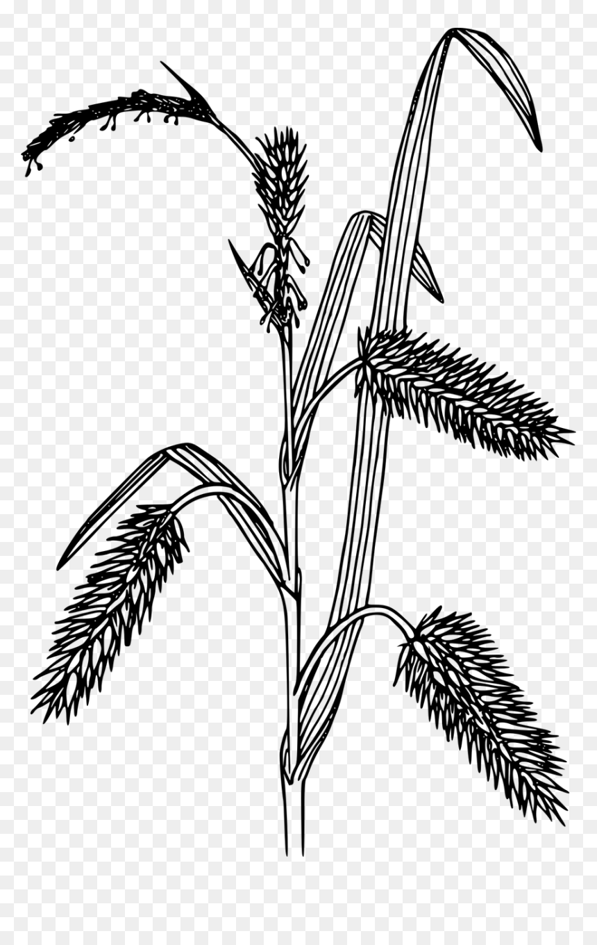 Black And White Sedges, HD Png Download - wild grass png