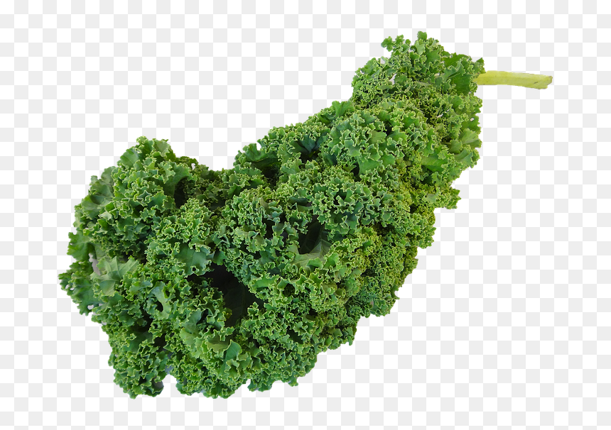Kiel Vegetable, HD Png Download - wild grass png