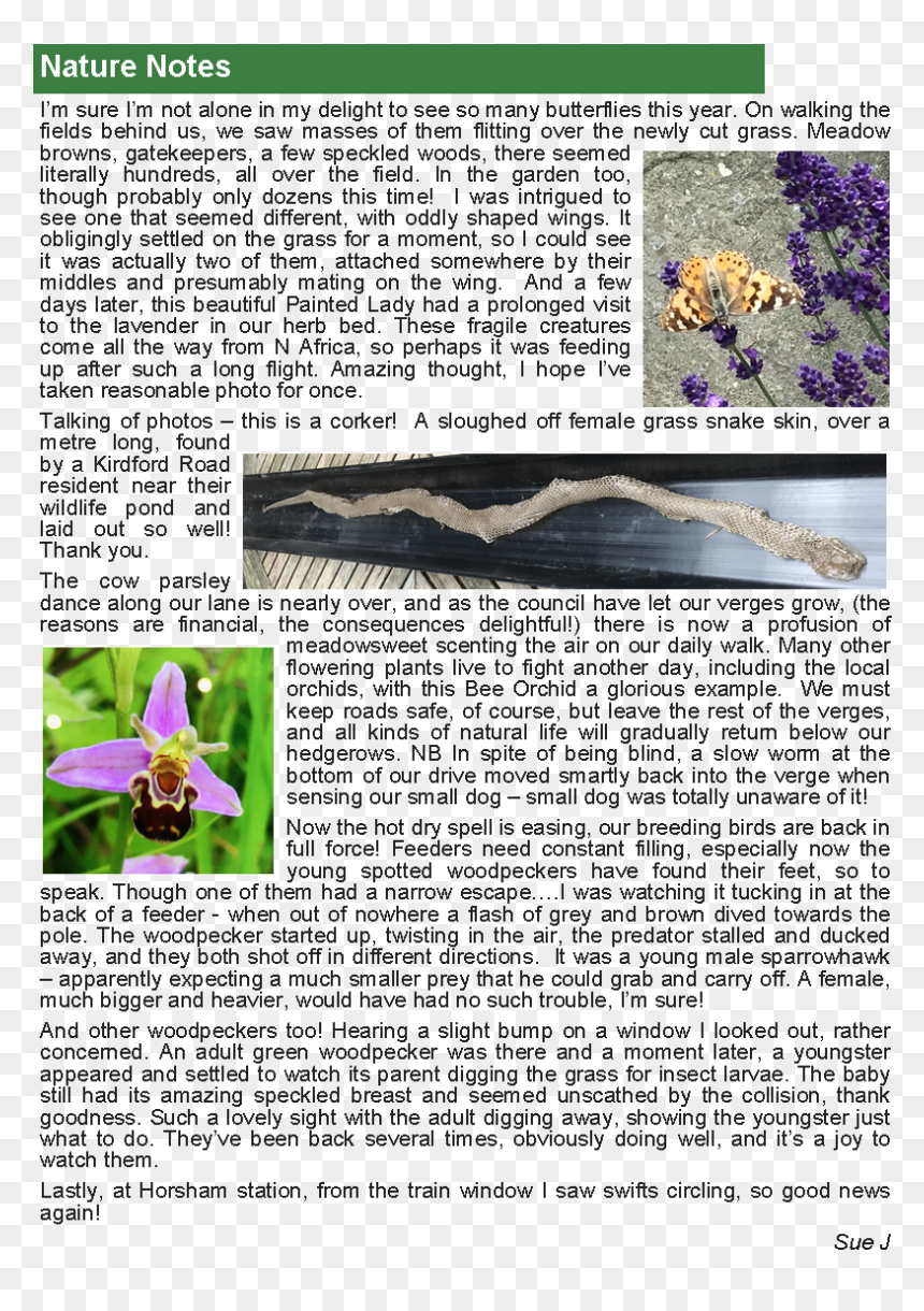 Ophrys, HD Png Download - wild grass png