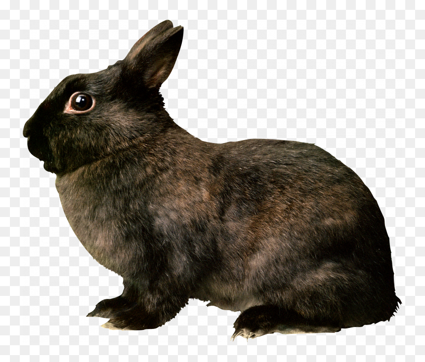 Download For Free Rabbit Png Image - Black Rabbit Png, Transparent Png - rabbit png