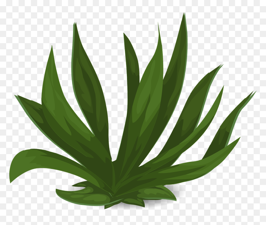 Transparent Tall Grass Png - Non Flowering Plants With Names, Png Download - tall grass png