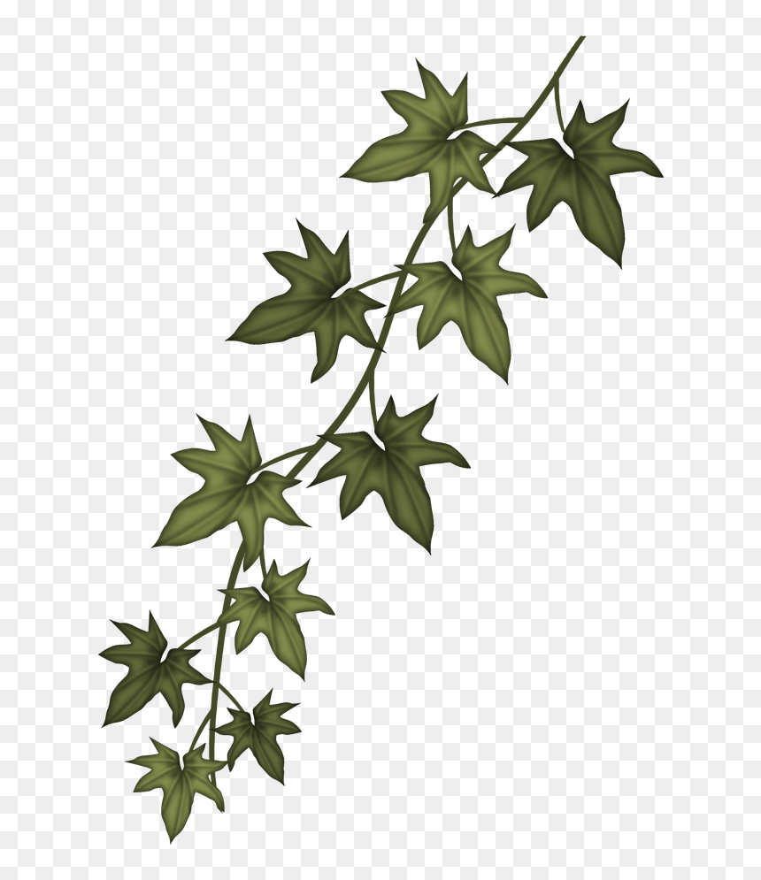 Ivy Clip Art Free - Ivy Branch, HD Png Download - ivy png