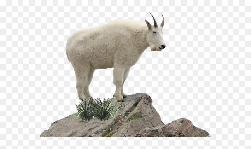 Goat Png Free Download - Mountain Goat Transparent Background, Png Download - goat png