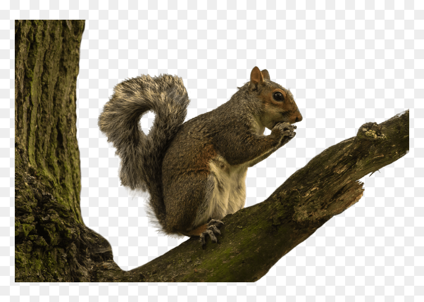 Tree Squirrel Png - Squirrel On Tree Branch, Transparent Png - squirrel png