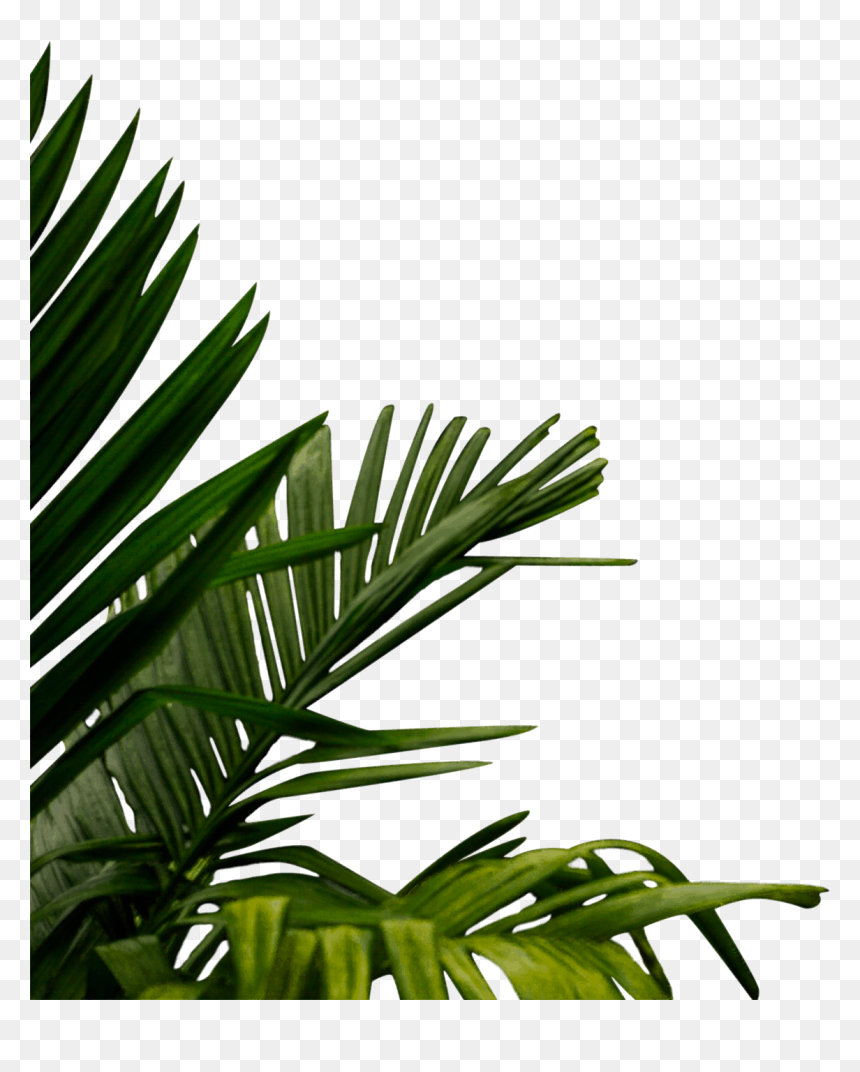 Roystonea, HD Png Download - bamboo png