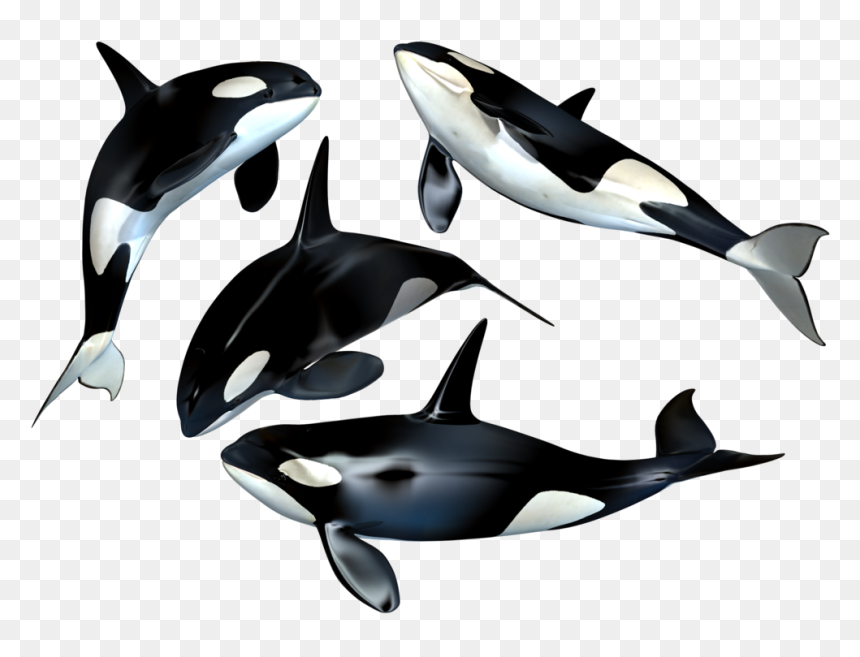 Killer Whale Png Clipart - Whales Png, Transparent Png - whale png