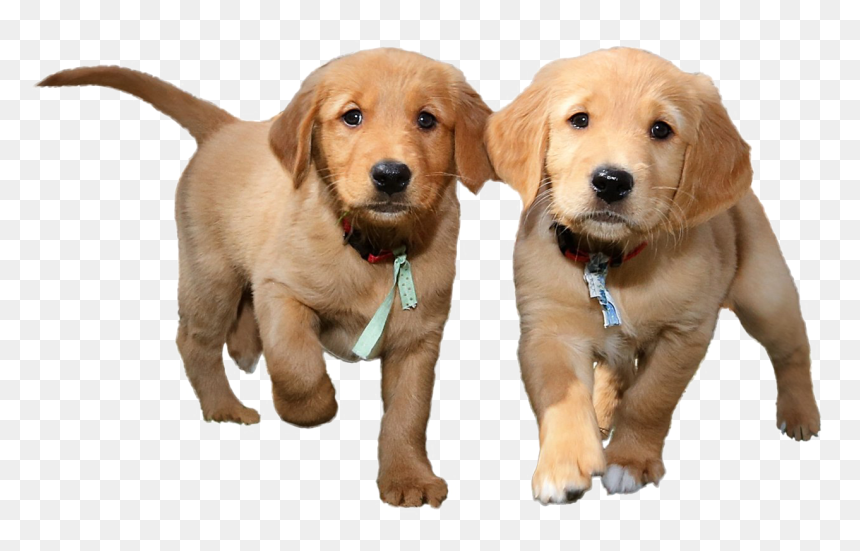 Puppies Png Background Image - Transparent Background Puppy Transparent, Png Download - puppy png