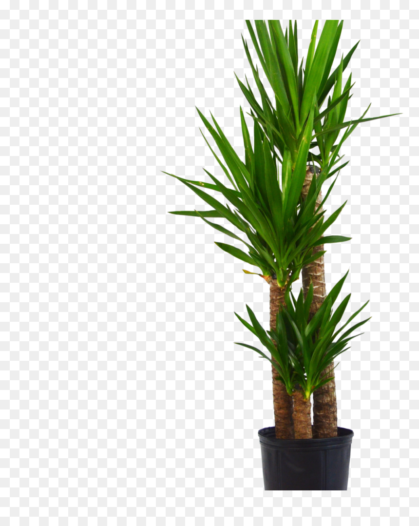 Yuca Elephantipes "spineless Yucca - Houseplant, HD Png Download - tall grass png
