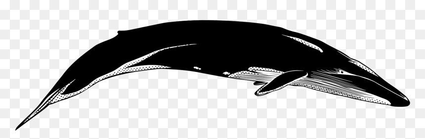 Whale And Dolphin Conservation Whales Cetaceans Whale - Blue Whale Silhouette Png, Transparent Png - whale png