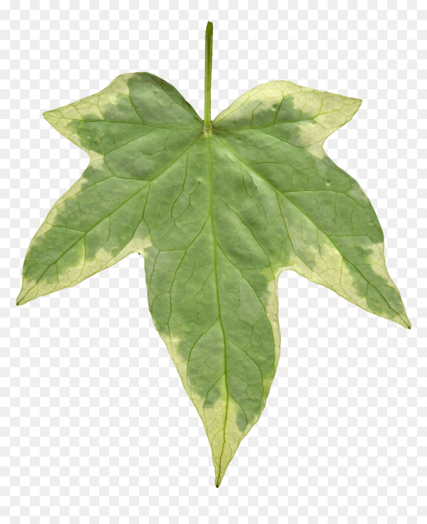 Transparent Scratch Texture Png Transparent - Ivy Leaf Texture Png, Png Download - ivy png