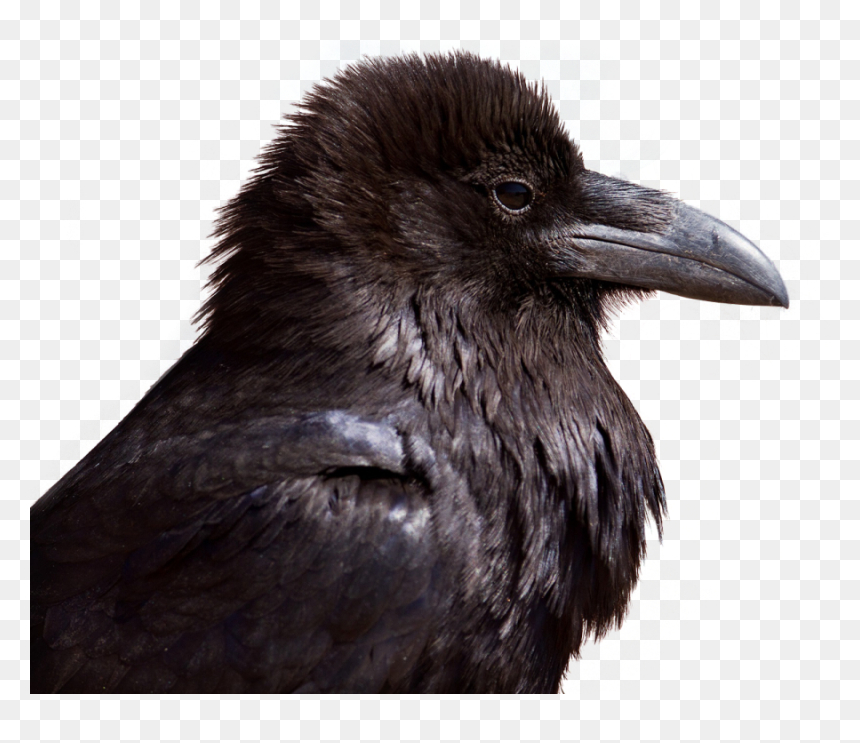 Crow Png Image - Crow Head Transparent, Png Download - crow png