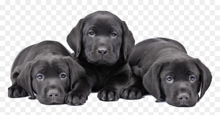 Puppy , Png Download - Cute Dogs Labrador Puppy Black, Transparent Png - puppy png