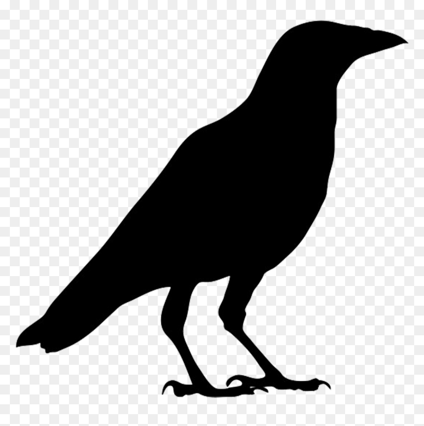 American Crow Common Raven Bird Carrion Crow Clip Art - Crow Black And White, HD Png Download - crow png