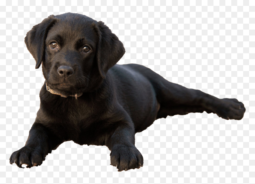 Labrador Retriever Puppy Png Clipart - Labrador Retriever, Transparent Png - puppy png