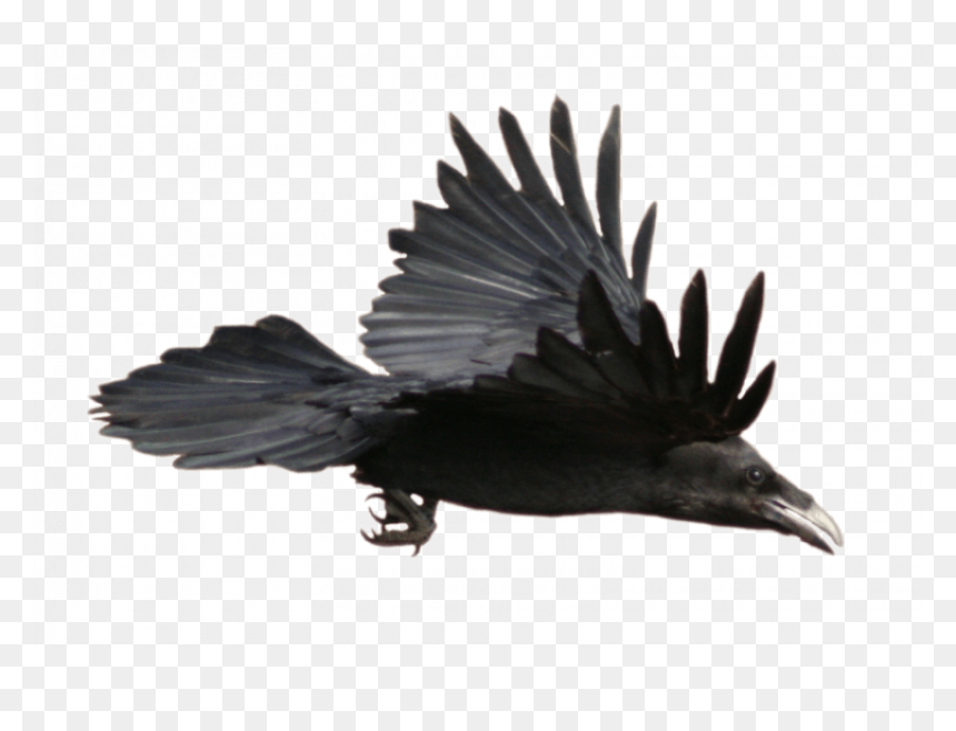 Stock Raven Flying With Alpha Layer, HD Png Download - crow png