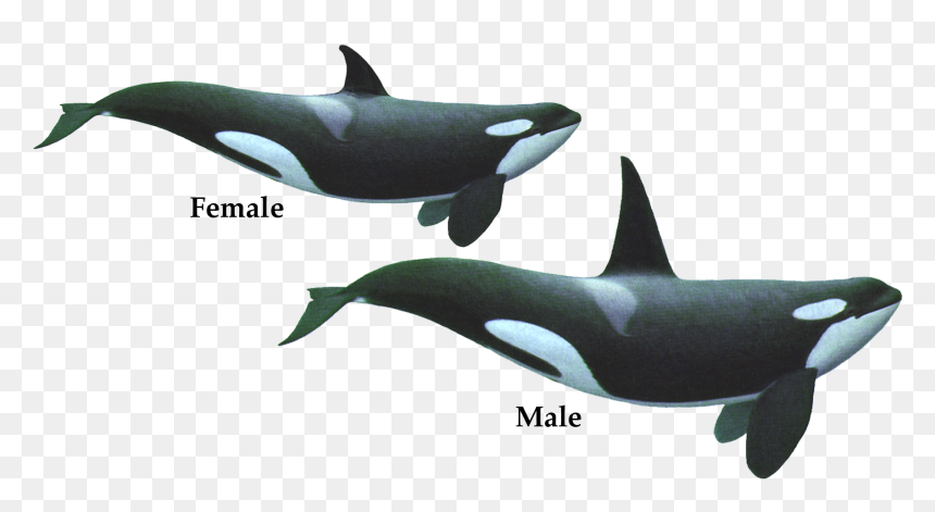 Download Killer Whale Png Hd - Orca Female And Male, Transparent Png - whale png