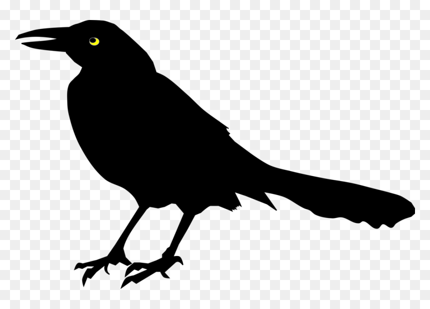 Perching Bird,rook,new Caledonian Crow - Black Bird Clipart, HD Png Download - crow png