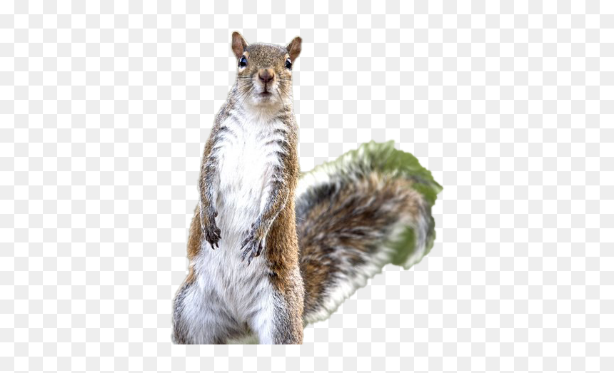 Fox Squirrel, HD Png Download - squirrel png
