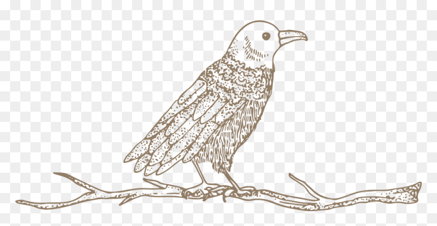 Crow - Bird Of Prey, HD Png Download - crow png