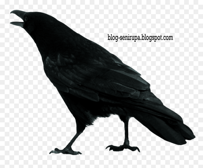 Crow Clip Art - Crow Stock, HD Png Download - crow png