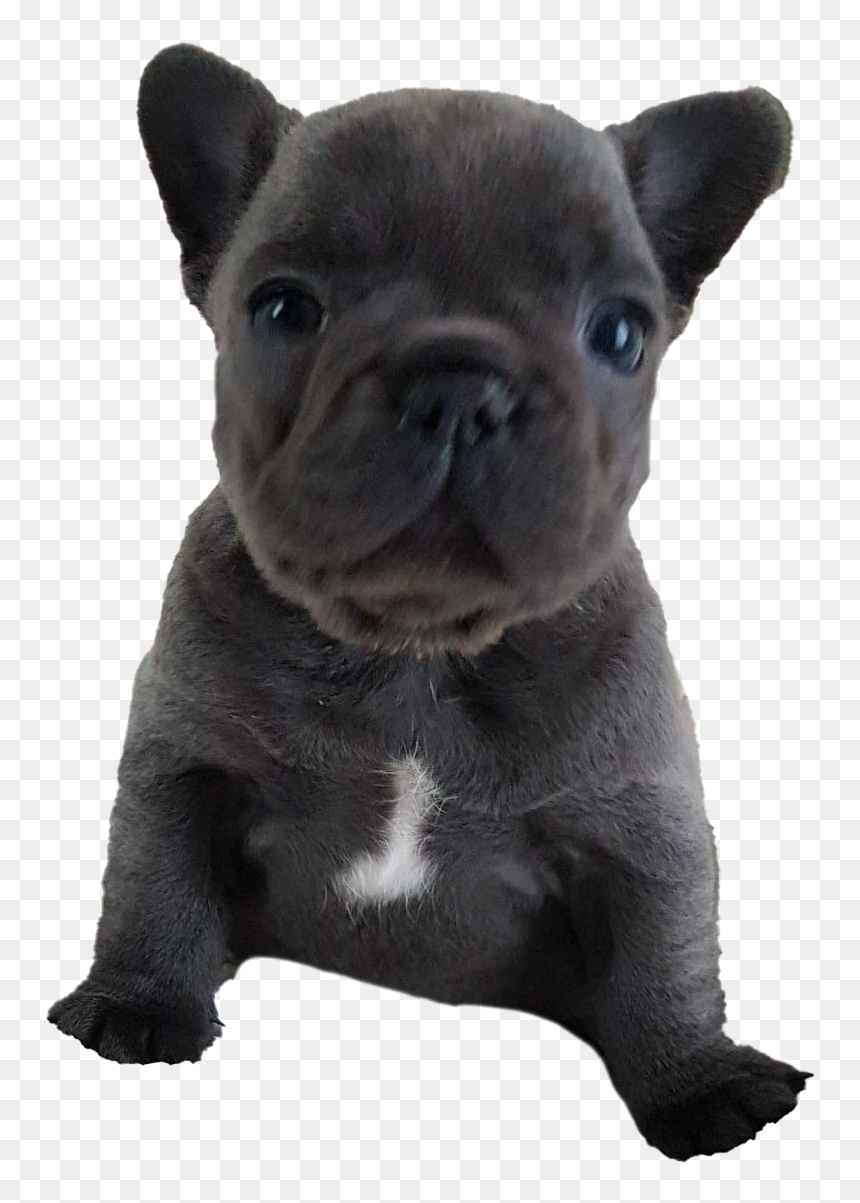 French Bulldog Puppy Png Free Download - French Bulldog Puppy Png, Transparent Png - puppy png