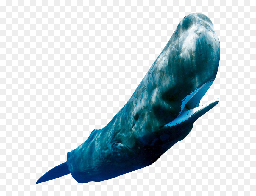Sperm Whale Png, Transparent Png - whale png