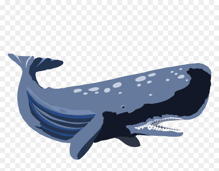 Whale, HD Png Download - whale png