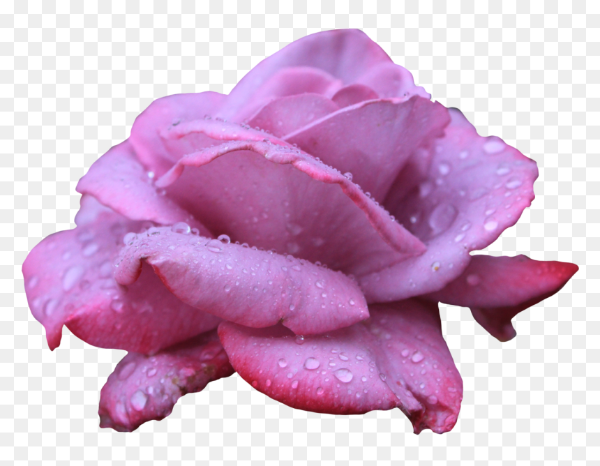 Transparent Clipart Image Lavendar Rose Png With Water - Clip Art, Png Download - water drops png