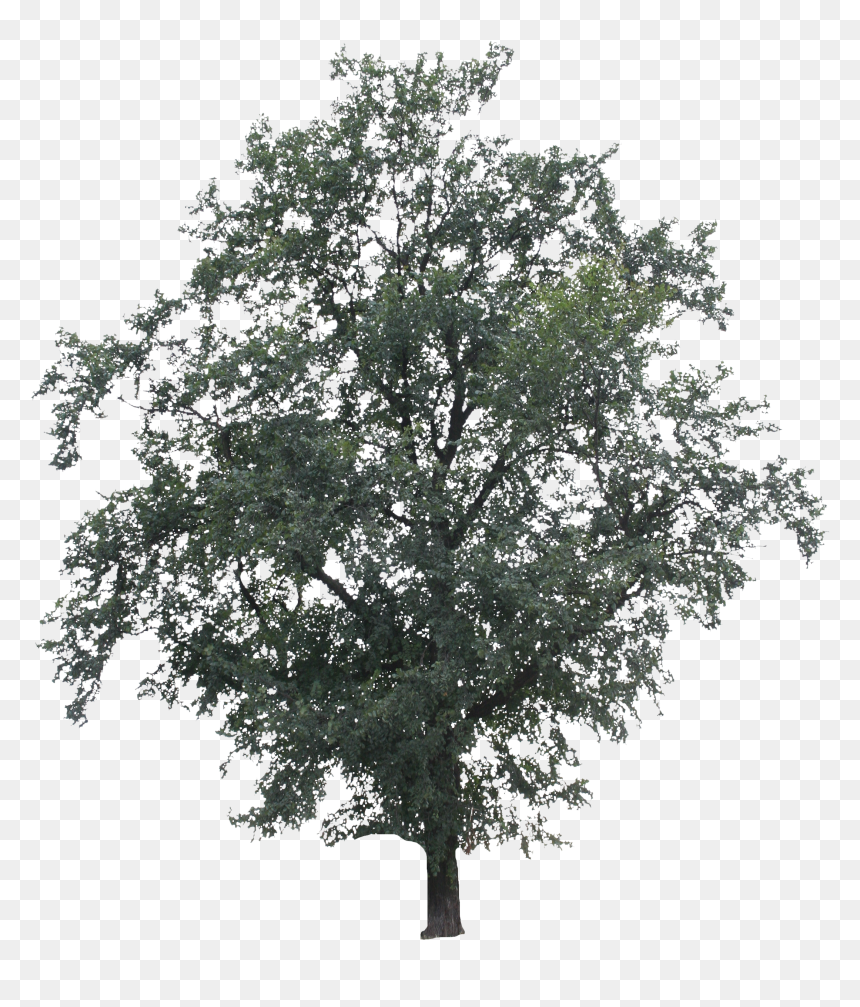 Big Tree Black N White, HD Png Download - oak tree png