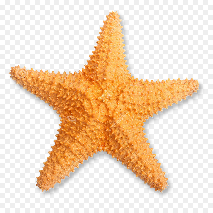 Starfish Png Transparent Starfish Images - Starfish Png, Png Download - starfish png