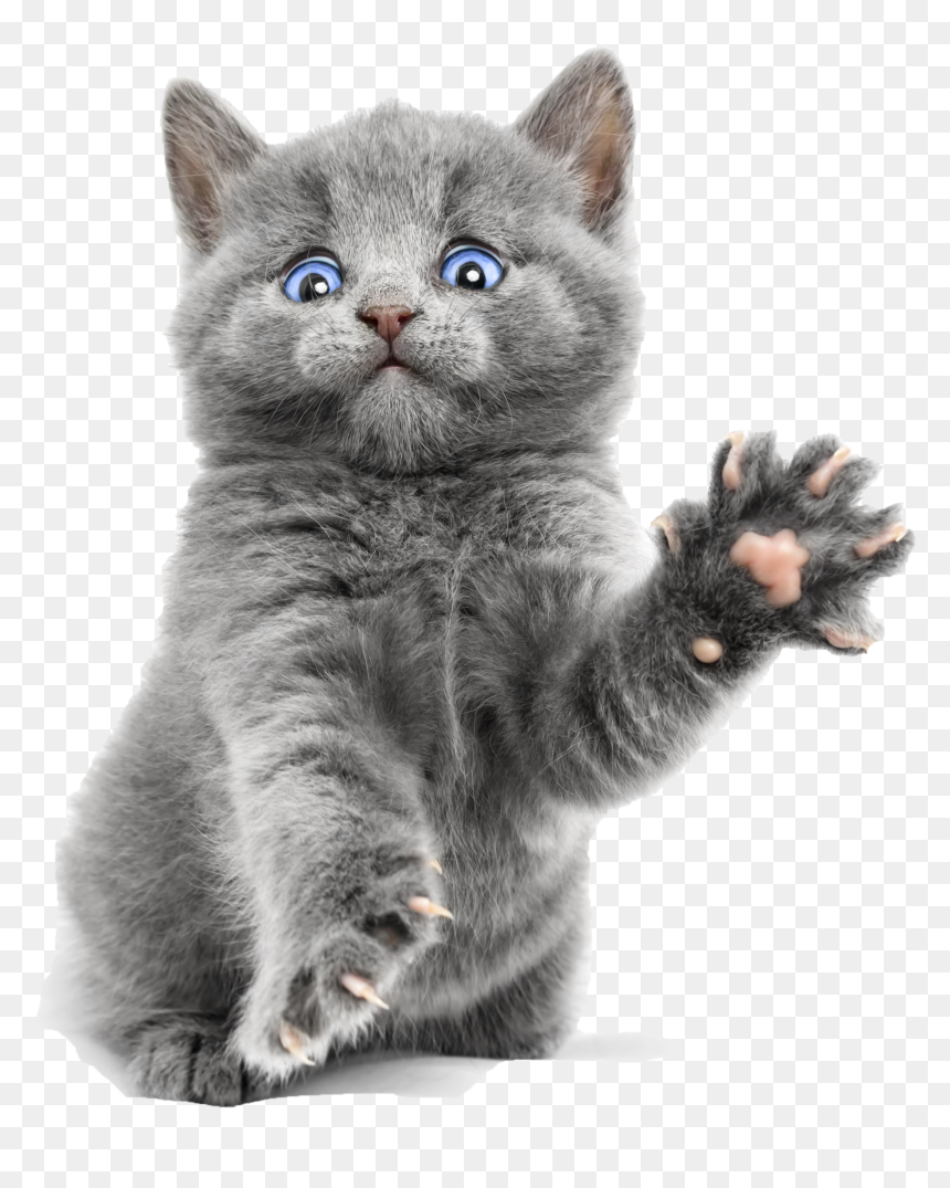 Blue Cute Kitty Ragdoll Bengal Burmese Kitten Clipart - Russian Blue Ragdoll Cat, HD Png Download - kitten png