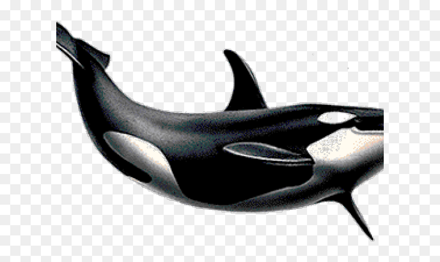 Killer Whale Png Transparent Images - Transparent Background Killer Whale Png, Png Download - whale png