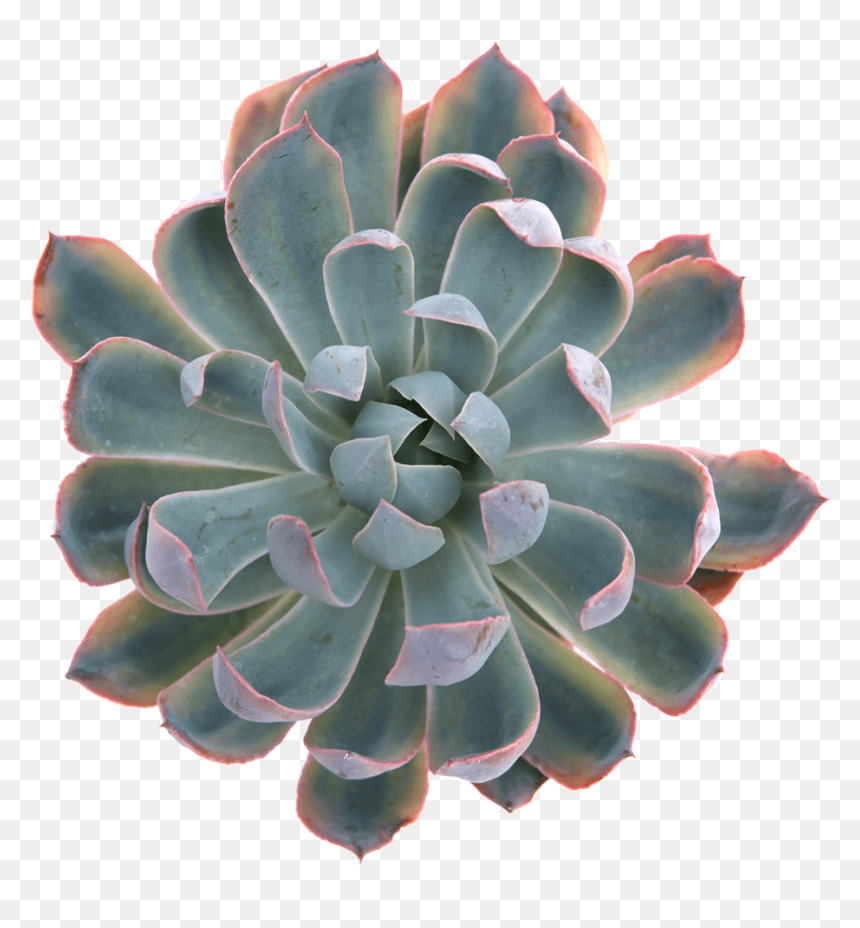 Thumb Image - Succulent Plant Png, Transparent Png - succulent png