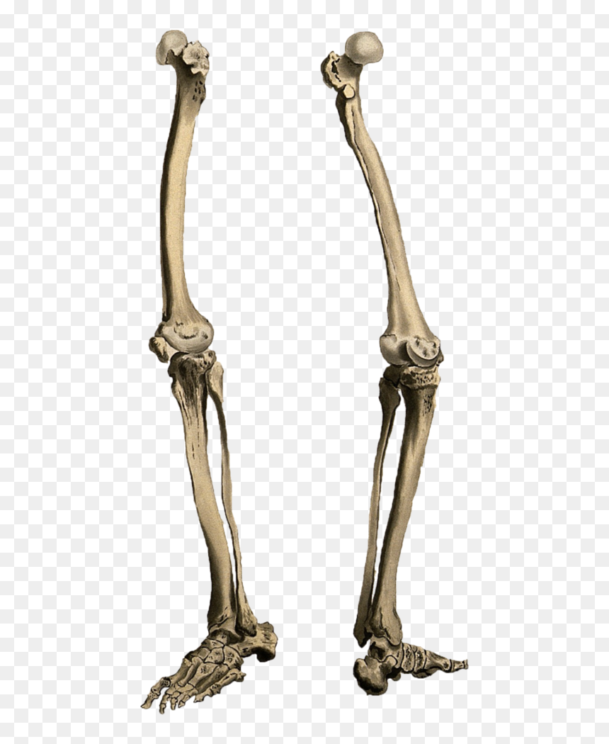 Leg Bone Png - Skeleton Legs Png, Transparent Png - bone png