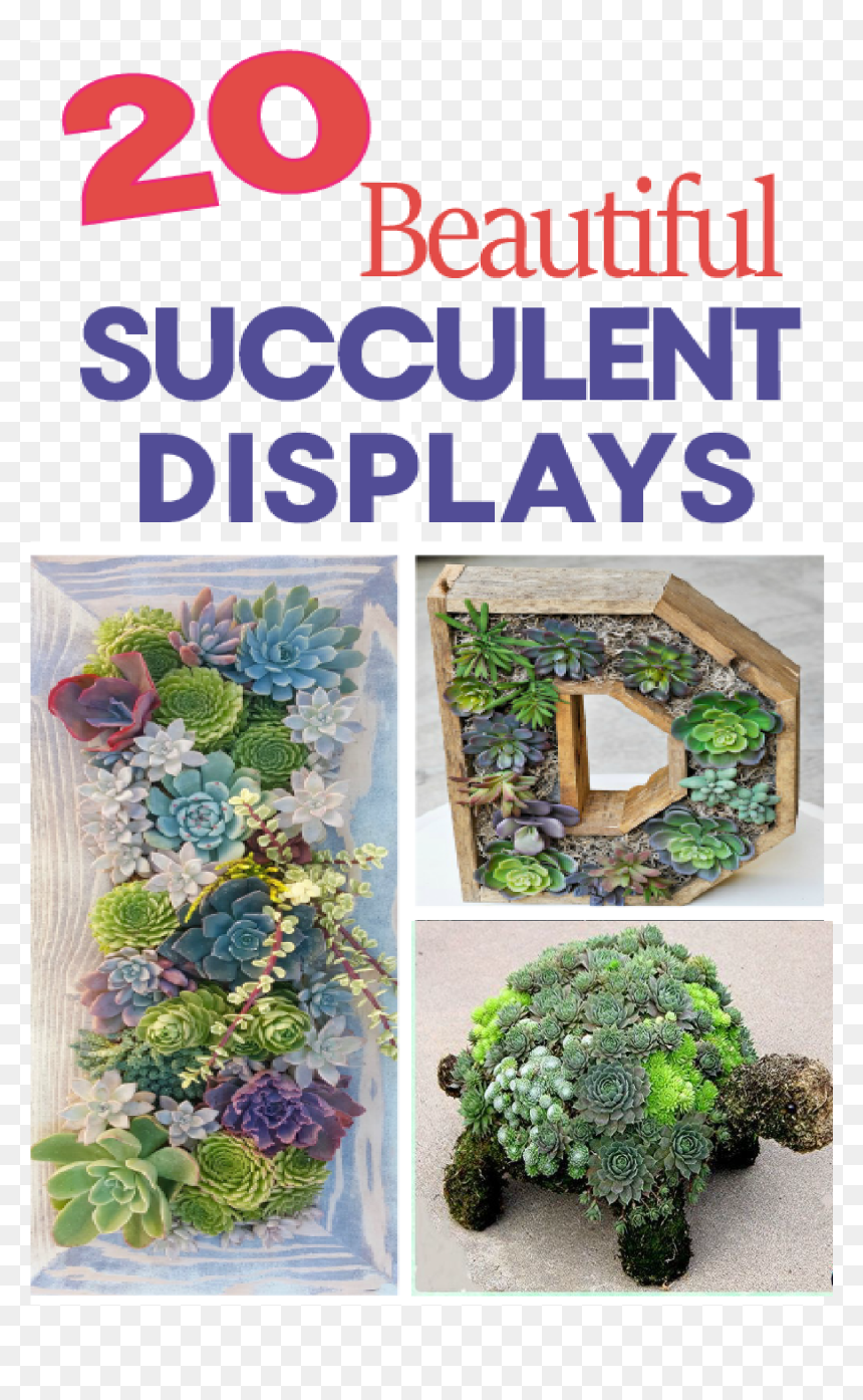 Professionally Design A Flower Bed - Succulent Garden, HD Png Download - garden png