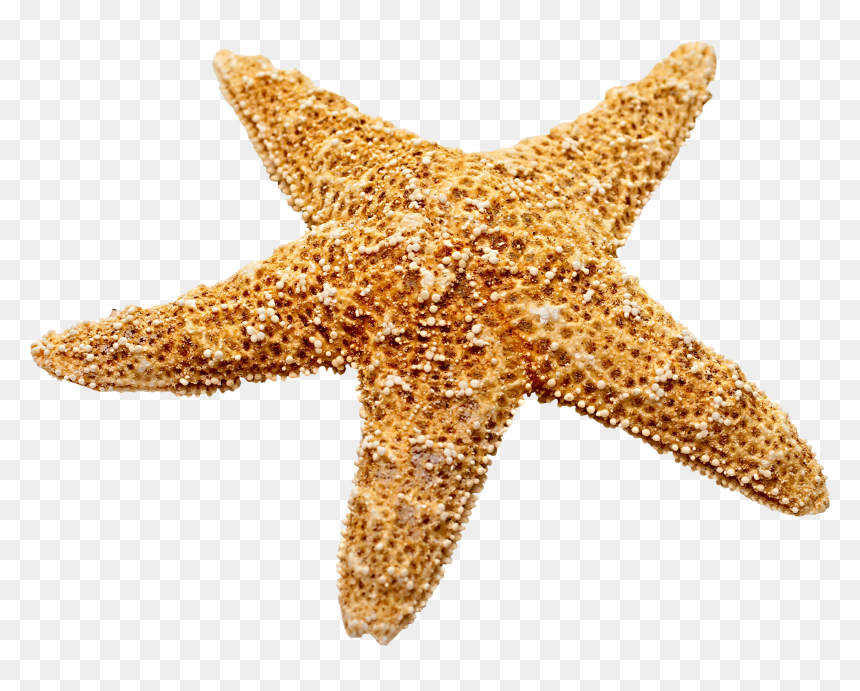 Marine Decoration Starfish Png Download - Transparent Starfish, Png Download - starfish png